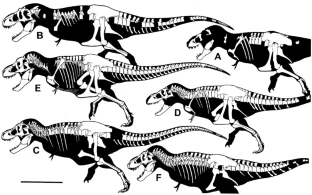 11692 2022 9561 Fig1 HTML - Ήταν ο τυραννόσαυρος Ρεξ τρία διαφορετικά είδη;