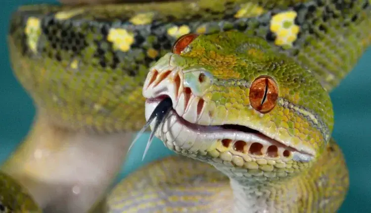 Τα φίδια ακούν πολύ καλύτερα από ό,τι νομίζετε