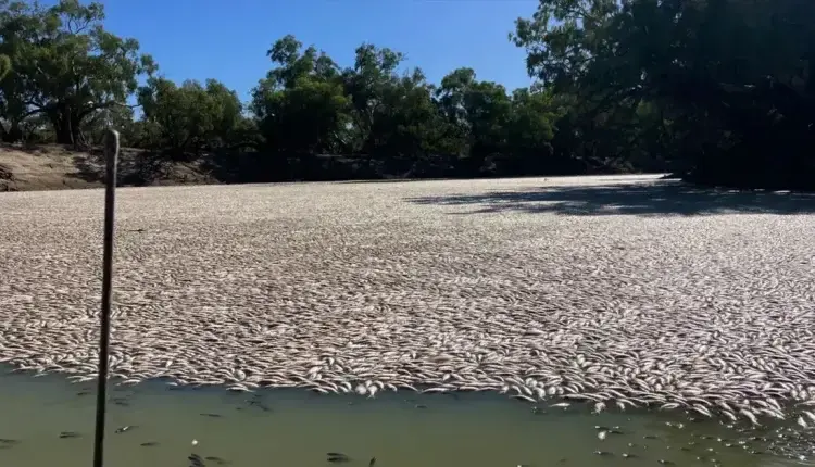 Εκατομμύρια ψάρια νεκρά σε ποταμό της Αυστραλίας (ΒΙΝΤΕΟ)