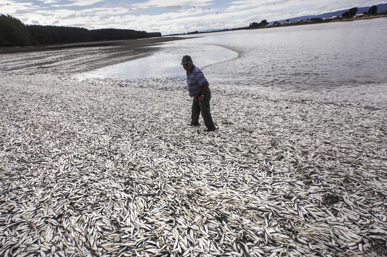 AP997223657806 - Τι είναι η «ερυθρά παλίρροια» και γιατί σκοτώνει τα ψάρια της Φλόριντα;
