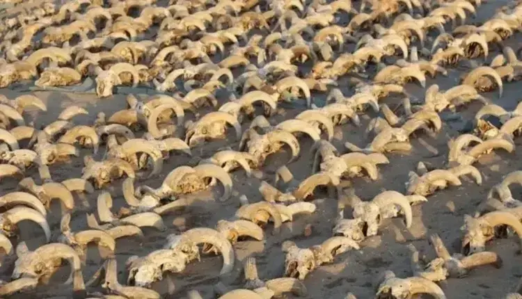 Χιλιάδες μουμιοποιημένα κεφάλια κριαριών βρέθηκαν στην Αίγυπτο