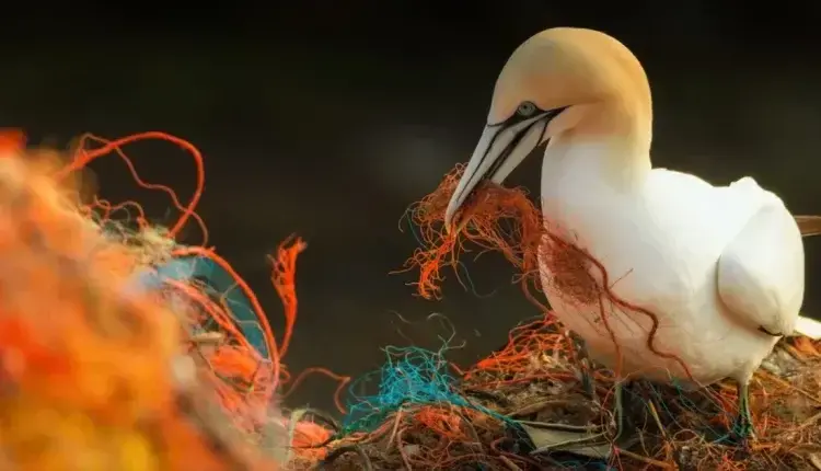 Plasticosis: Η πρώτη ασθένεια που προκαλείται από πλαστικά