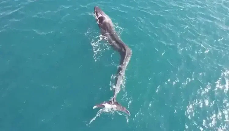 Φάλαινα με σκολίωση βρέθηκε στα ανοιχτά των ακτών της Ισπανίας (ΒΙΝΤΕΟ)