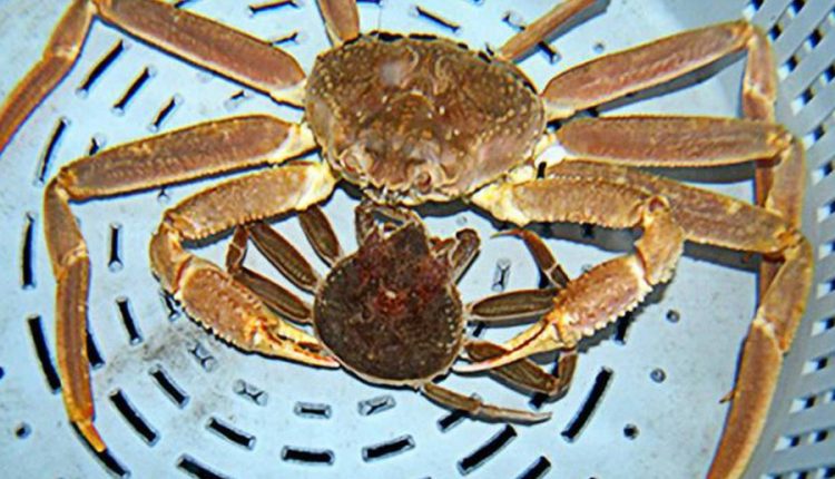 KLIK Magazine | Εξαφανισμένα 1 δις καβούρια της Αρκτικής από τα νερά της Αλάσκας