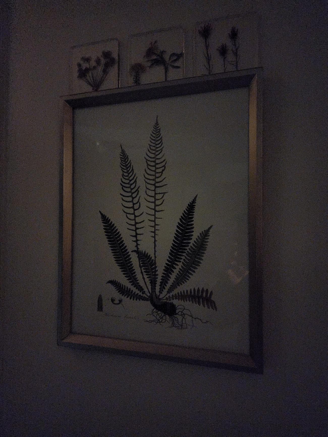 Μια σκοτεινή σκηνή βοτανικής τέχνης τοίχων που γυρίστηκε χωρίς pixel binning