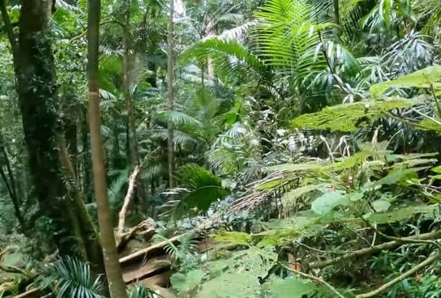 Η τοξίνη ενός δέντρου στην Αυστραλία μπορεί να οδηγήσει σε νέα παυσίπονα