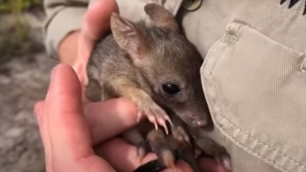 Αυστραλία: Επιστρέφουν μετά από έναν αιώνα τα «μίνι καγκουρό» με μέγεθος κουνελιού