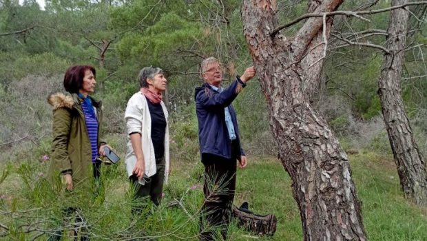 Γιατί ξεραίνονται τα δάση της Δυτικής Λέσβου;