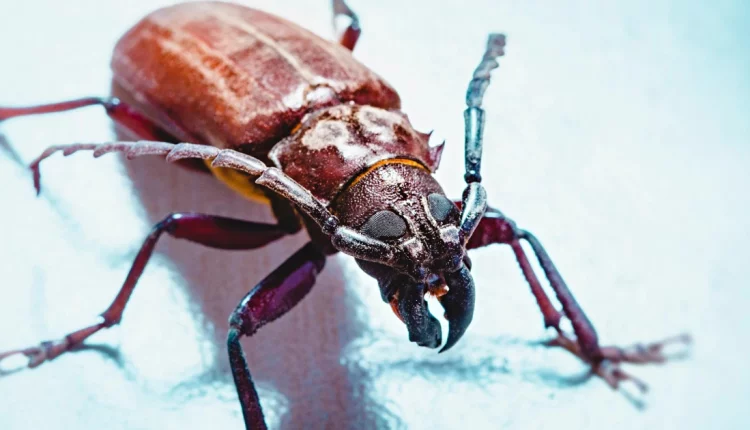 Γιατί υπάρχουν τόσα λίγα έντομα στους ωκεανούς;