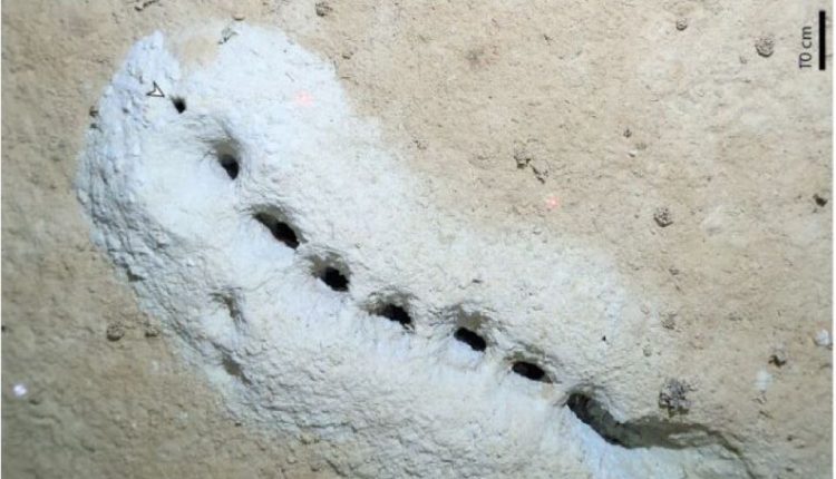 Επιστήμονες έλυσαν το «μυστήριο» των μικροσκοπικών λαγουμιών στη Βερίγγειο Θάλασσα