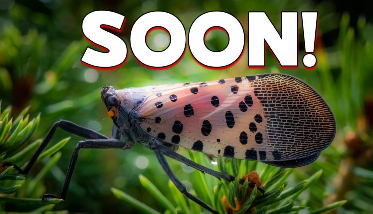  Ετοιμαστείτε για άλλο ένα καλοκαίρι με επεμβατικές φαναριές |  Ακραία Γη
