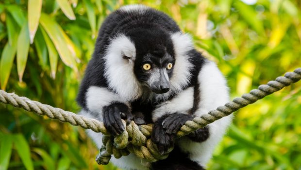Ζωονομία | in.gr