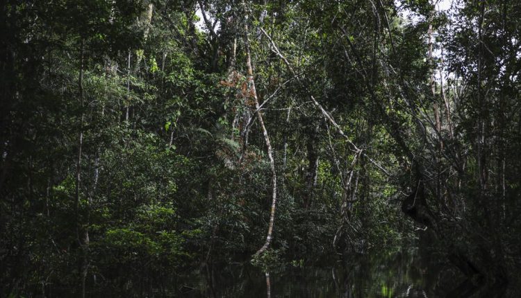 Η διάσωση των δασών δεν θα σταματήσει την κλιματική αλλαγή — χρειαζόμαστε μεγάλες περικοπές εκπομπών

