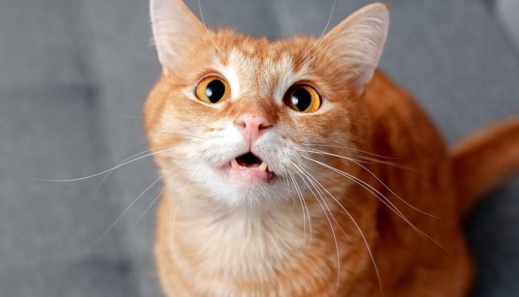 Η μελέτη βρίσκει τον καλύτερο τρόπο για να καλέσετε μια γάτα
