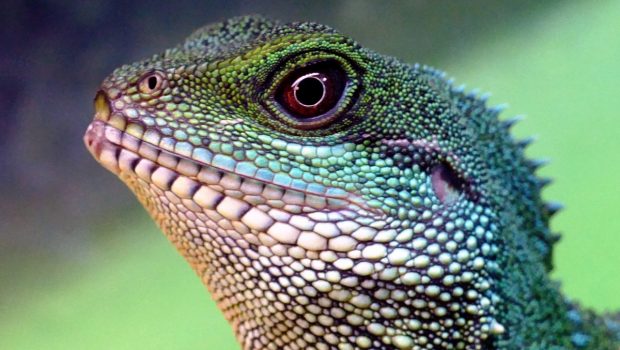 Κίνα: Η ραγδαία ανάπτυξη σπρώχνει την πανίδα στην εξαφάνιση