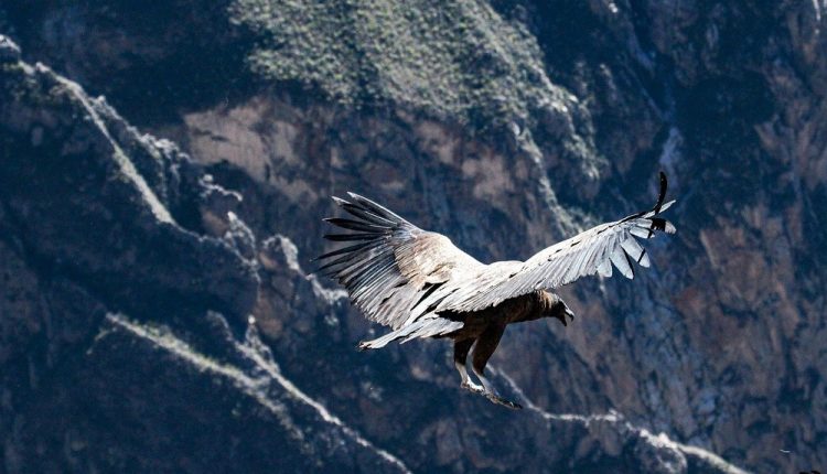 Κόνδορες της Καλιφόρνια: Επείγουσα χρήση του εμβολίου για την γρίπη των πτηνών στις ΗΠΑ για να σωθούν οι απειλούμενοι ιπτάμενοι γίγαντες [videos]