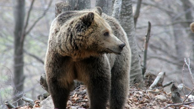 Μακεδονία: Κάμερες με τεχνητή νοημοσύνη για τις αρκούδες και τα αγριογούρουνα στους δρόμους
