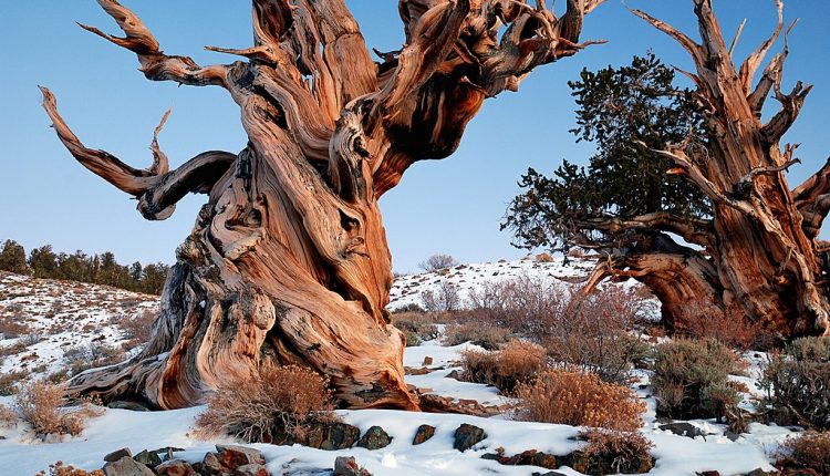 Ο Προμηθέας, ο Μαθουσάλας, ο στρατηγός Σέρμαν, το Φαλακρό κυπαρίσσι, και το σκωτσέζικο Yew Fortingall: Τα δέντρα που πρόλαβαν να δουν μαμούθ στη Γη 