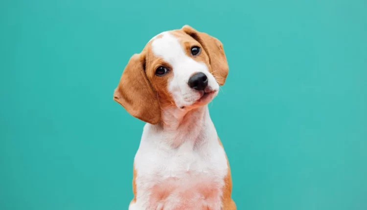 Οι εγκέφαλοι των σύγχρονων σκύλων μεγαλώνουν