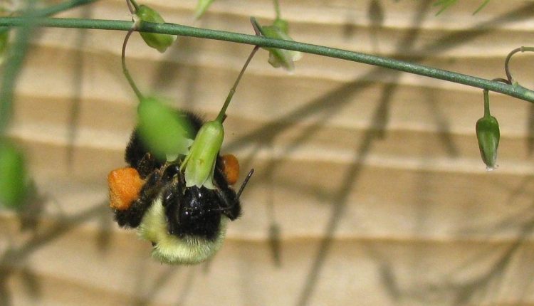 Οι μέλισσες εργάζονται ακόμα πιο σκληρά από όσο νομίζαμε
