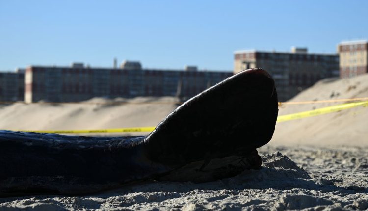 Οι φάλαινες πεθαίνουν, αλλά δεν είναι λόγω των αιολικών πάρκων
