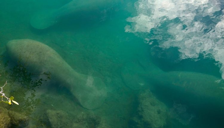 Ομάδες προστασίας θα μηνύσουν τους πεινασμένους μανάτους της Φλόριντα