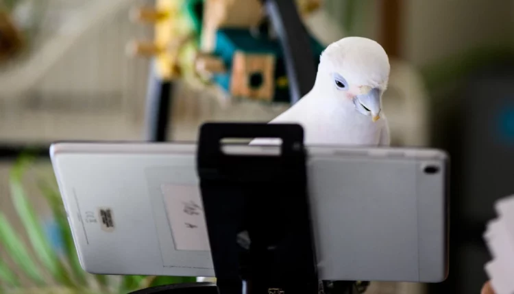 Παπαγάλοι έμαθαν να παίρνουν βιντεοκλήση τους φίλους τους