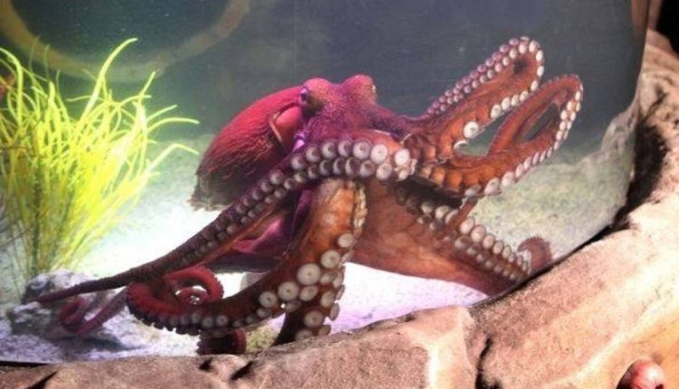 Τι κάνουν τα χταπόδια όταν θυμώνουν: Εικόνες από το βυθό