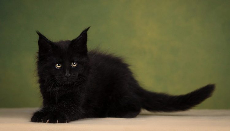 Το TikTok παρακολούθησε τον λογαριασμό της γάτας για να κατασκοπεύσει τον δημοσιογράφο των Financial Times
