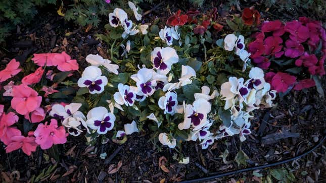 The Pixel Tablet can take advantage of Google's many AI-powered camera tricks, including Night Sight, which did an admirable job at capturing flowers after the sun had set.