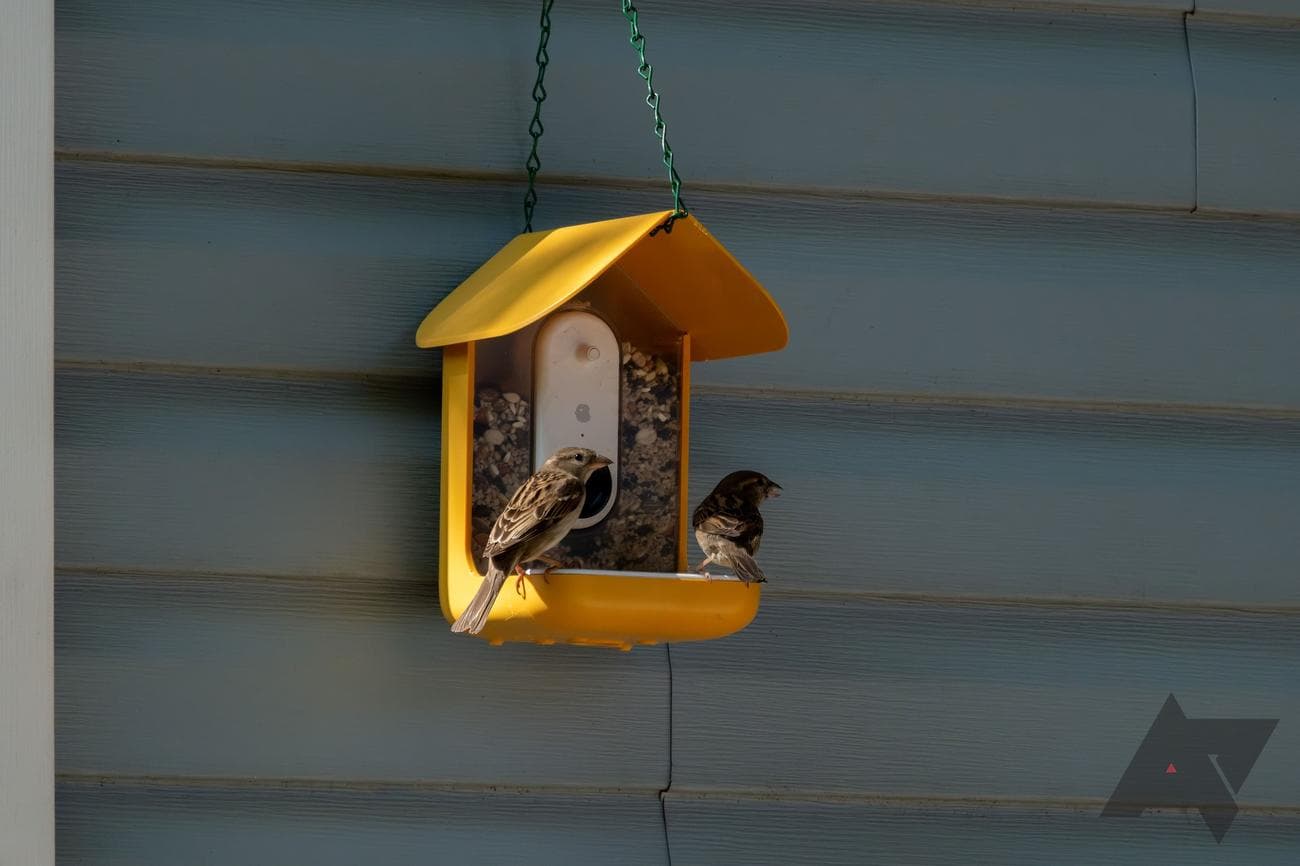 bird-buddy-smart-bird-feeder-birds-eating