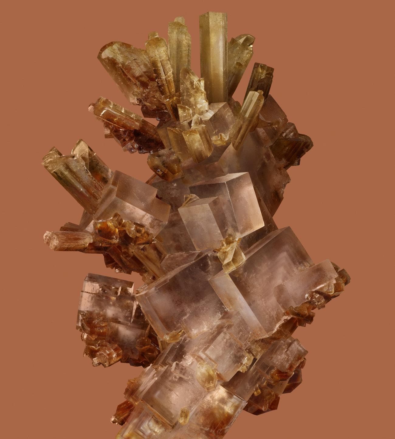 ταπετσαρία google pixel 8 παιώνια σκοτεινή