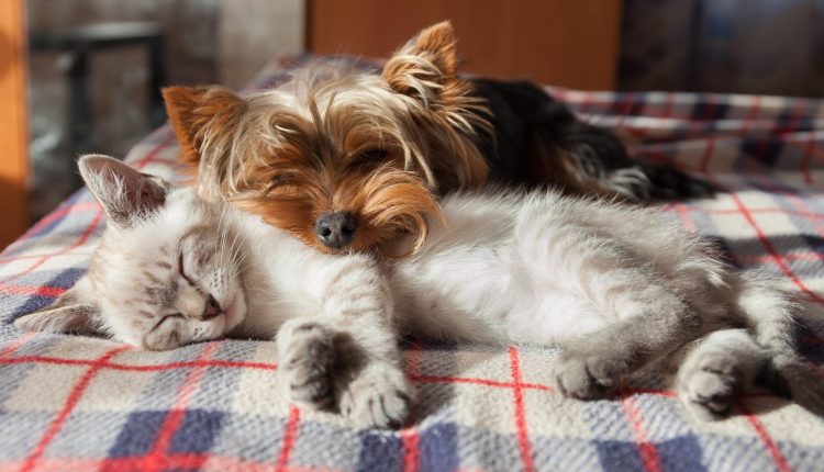 Όπως οι άνθρωποι, έτσι και οι σκύλοι ευδοκιμούν όταν έχουν φίλους, μελετήστε τα ευρήματα
