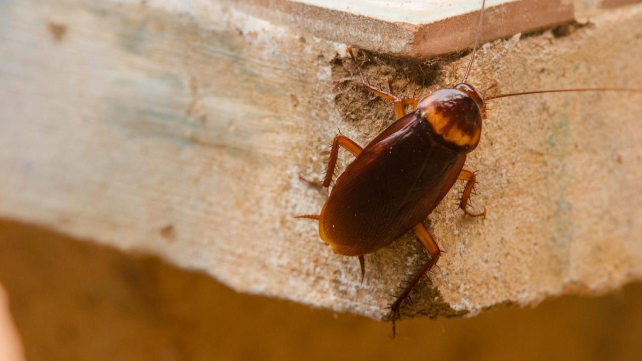  Βλέποντας ένα Roach σημαίνει ότι έχετε περισσότερα;  – LifeSavvy
