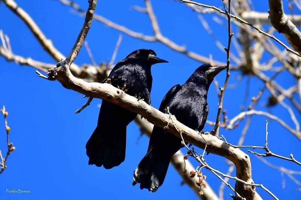 Γέμισαν κοράκια τα άλση της Καρδίτσας: Απειλή για τη δημόσια υγεία και ασφάλεια, ο υπερπληθυσμός κορακοειδών κινητοποίησε τους επιστήμονες [photo]