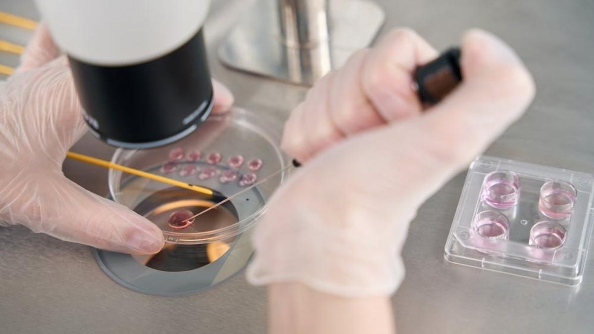 Επιστήμονες συνθέτουν για πρώτη φορά έμβρυα που μοιάζουν με τον άνθρωπο