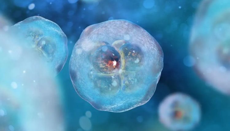 Ερευνητές δημιούργησαν το πρώτο συνθετικό μοντέλο ανθρώπινου εμβρύου χωρίς σπέρμα ή ωάριο