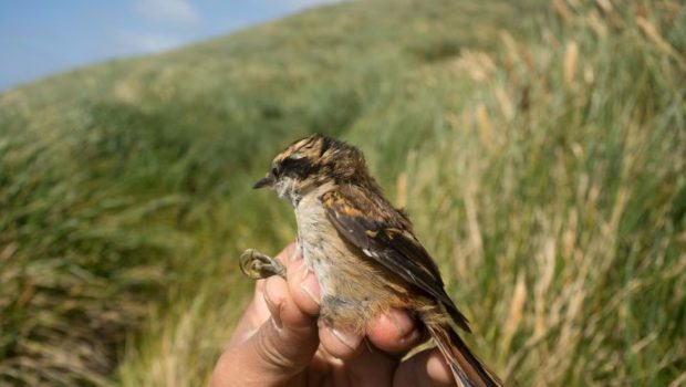 Ευρώπη: Πάνω από 500 εκατομμύρια πουλιά έχουν χαθεί τα τελευταία 40 χρόνια