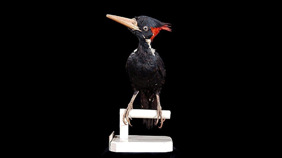 Μην ενθουσιάζεστε με τους «ζωντανούς» δρυοκολάπτες με τιμολόγηση ελεφαντοστού