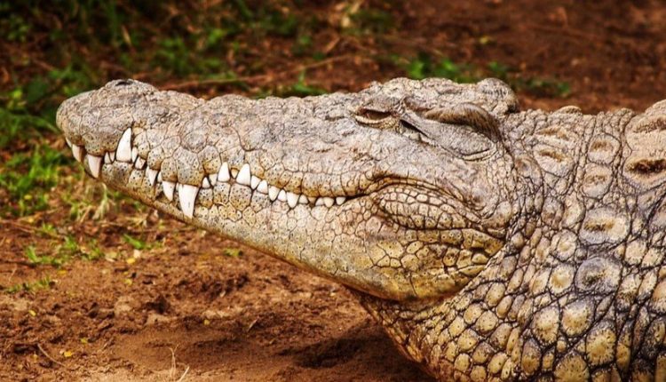 Παρθενογένεση κροκόδειλου αναδεικνύει μυστήρια της αρχαίας ζωής