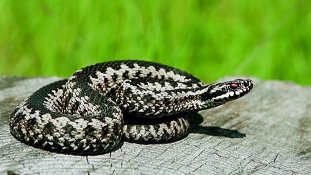 Περί φιδιών | in.gr