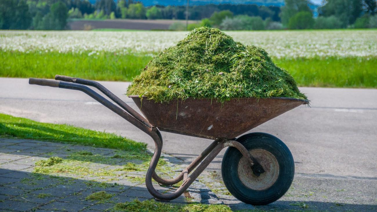 Πώς τα αποκόμματα χόρτου μπορούν να βοηθήσουν τα φυτά εσωτερικού χώρου σας - LifeSavvy
