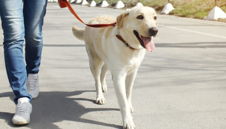Το ζεστό πεζοδρόμιο θα βλάψει τα πόδια των σκύλων; Συν Άλλες Ερωτήσεις Θερινής Φροντίδας Σκύλου – LifeSavvy