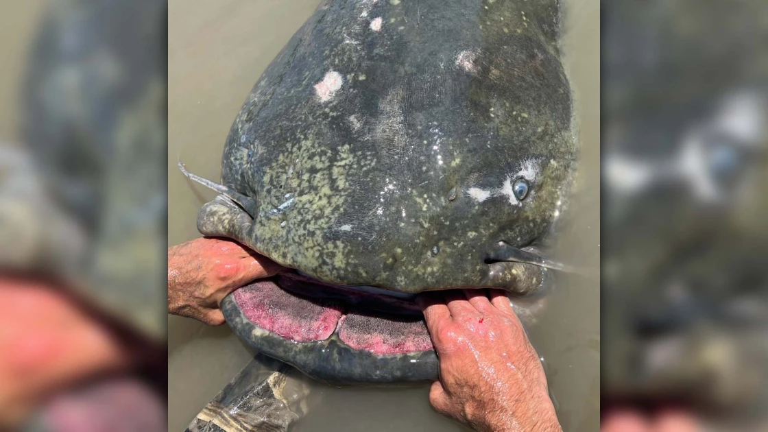 Ψαράς έπιασε ένα ψάρι-τέρας 150 κιλών ξεπερνώντας το προηγούμενο ρεκόρ (ΒΙΝΤΕΟ)