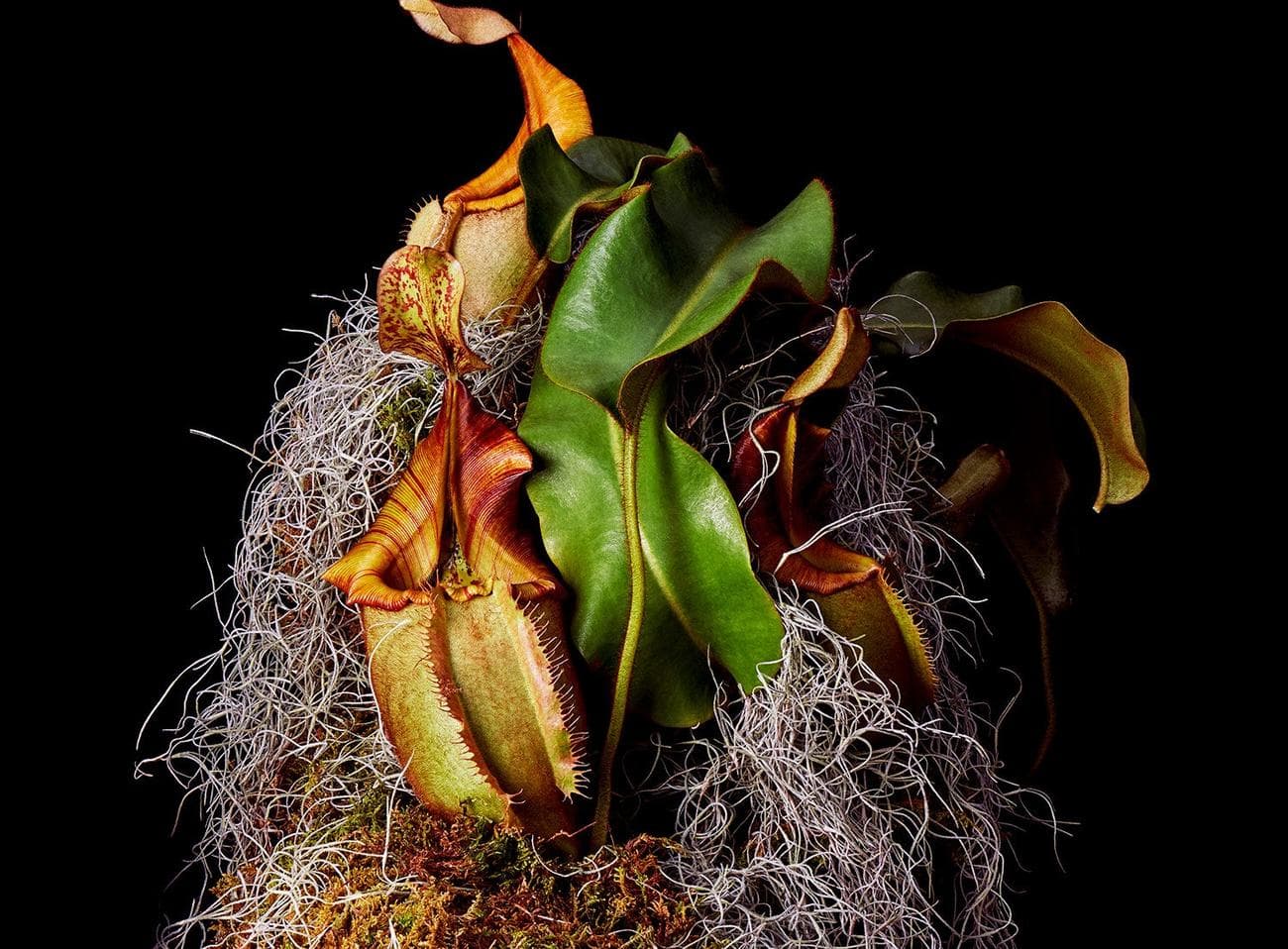 φυλλώδες φυτό στάμνας