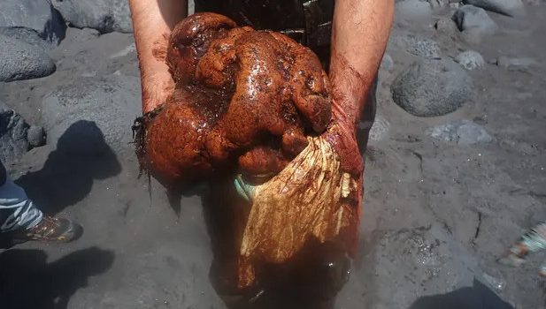 Φάλαινα που ξεβράστηκε νεκρή έκρυβε στα σπλάχνα της θησαυρό 500.000 ευρώ