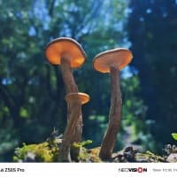 δείγματα κάμερας nubia Z50S Pro