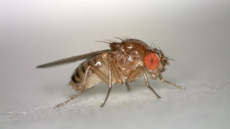 Επιστήμονες δημιούργησαν μύγες που αναπαράγονται με παρθενογένεση