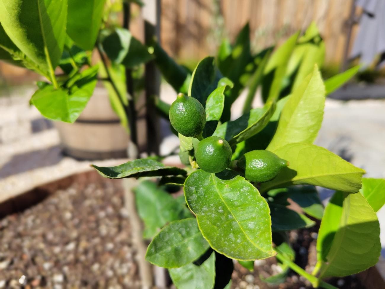 Τίποτα Τηλέφωνο 1 Πορτραίτο Λεμόνι