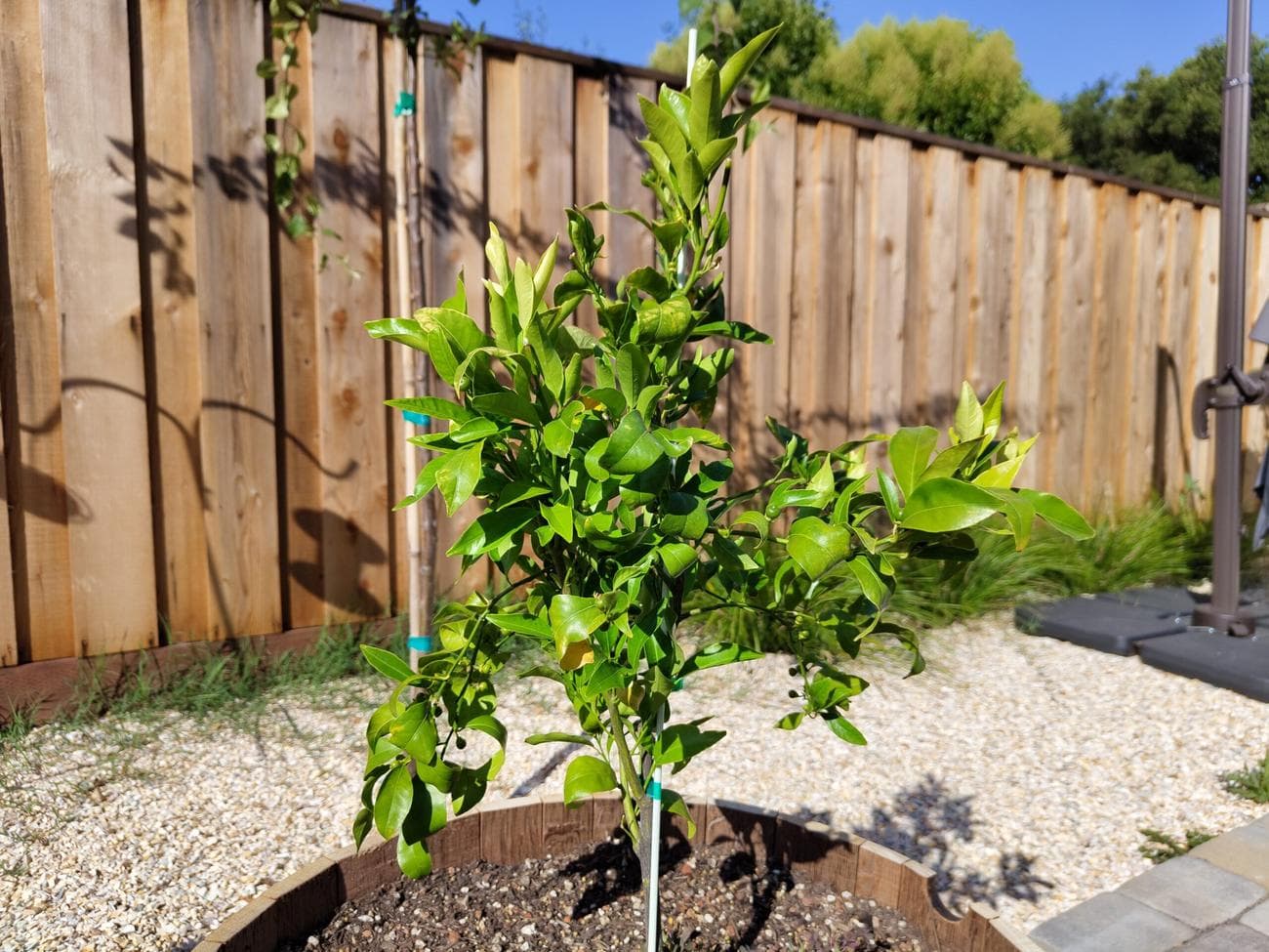 Τίποτα Phone 1 Standard